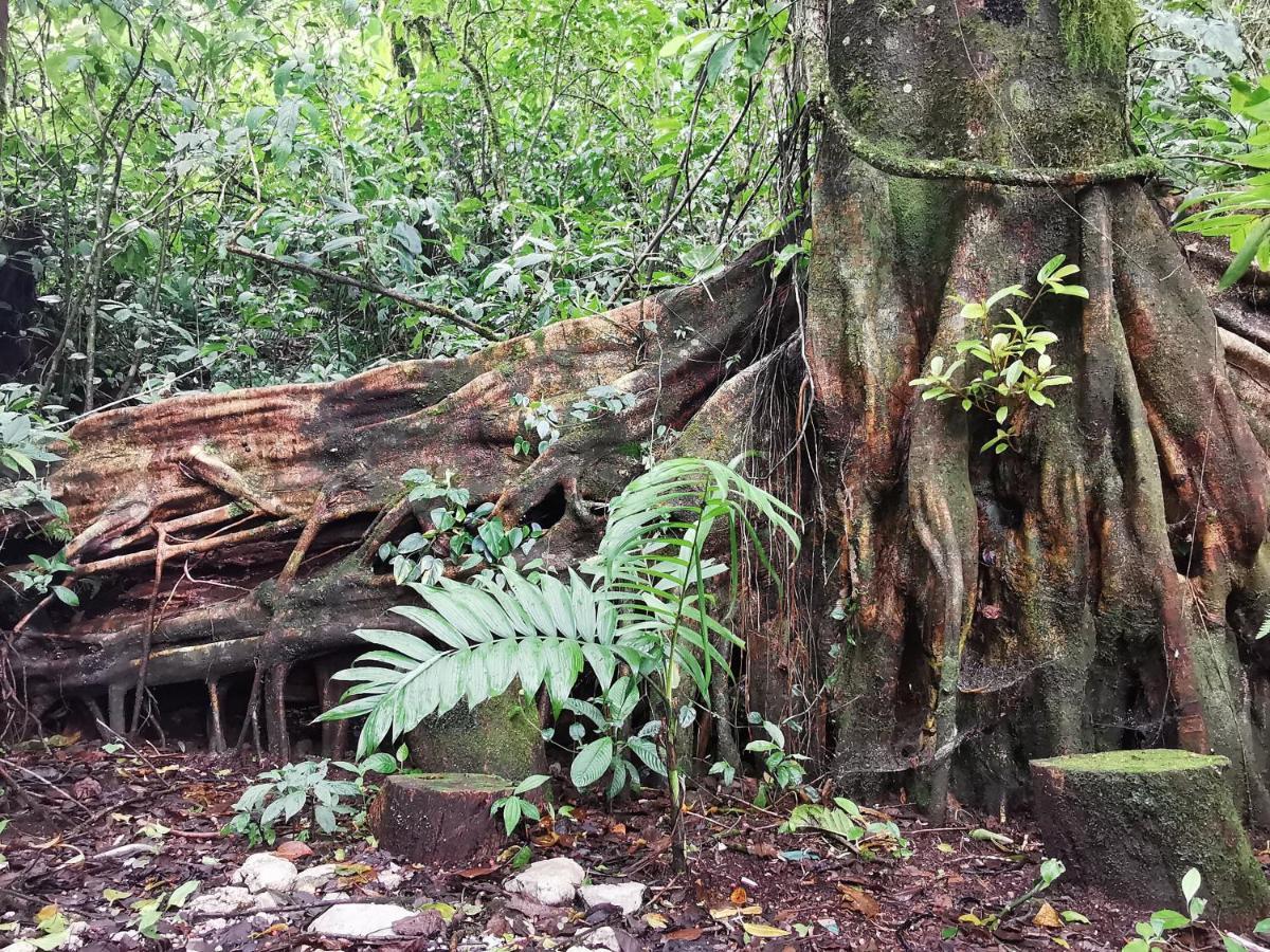 Burbi Lake Lodge Monteverde Eksteriør billede